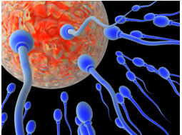 Best Fertility Doctors In Los Angeles? Try A Chiropractor.
