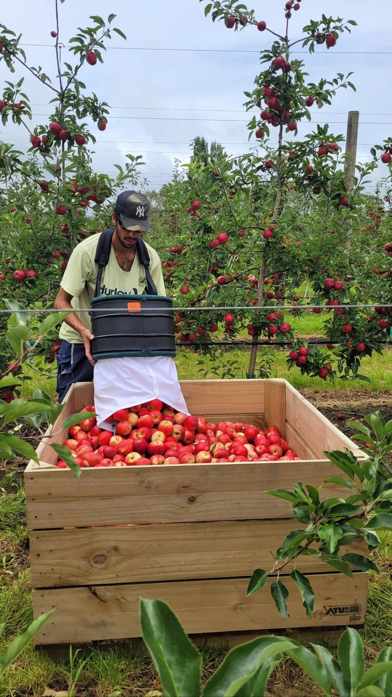 Man in an orchard picking apples off a tree