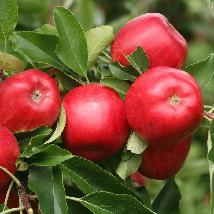 Close up of ripe apples on a tree
