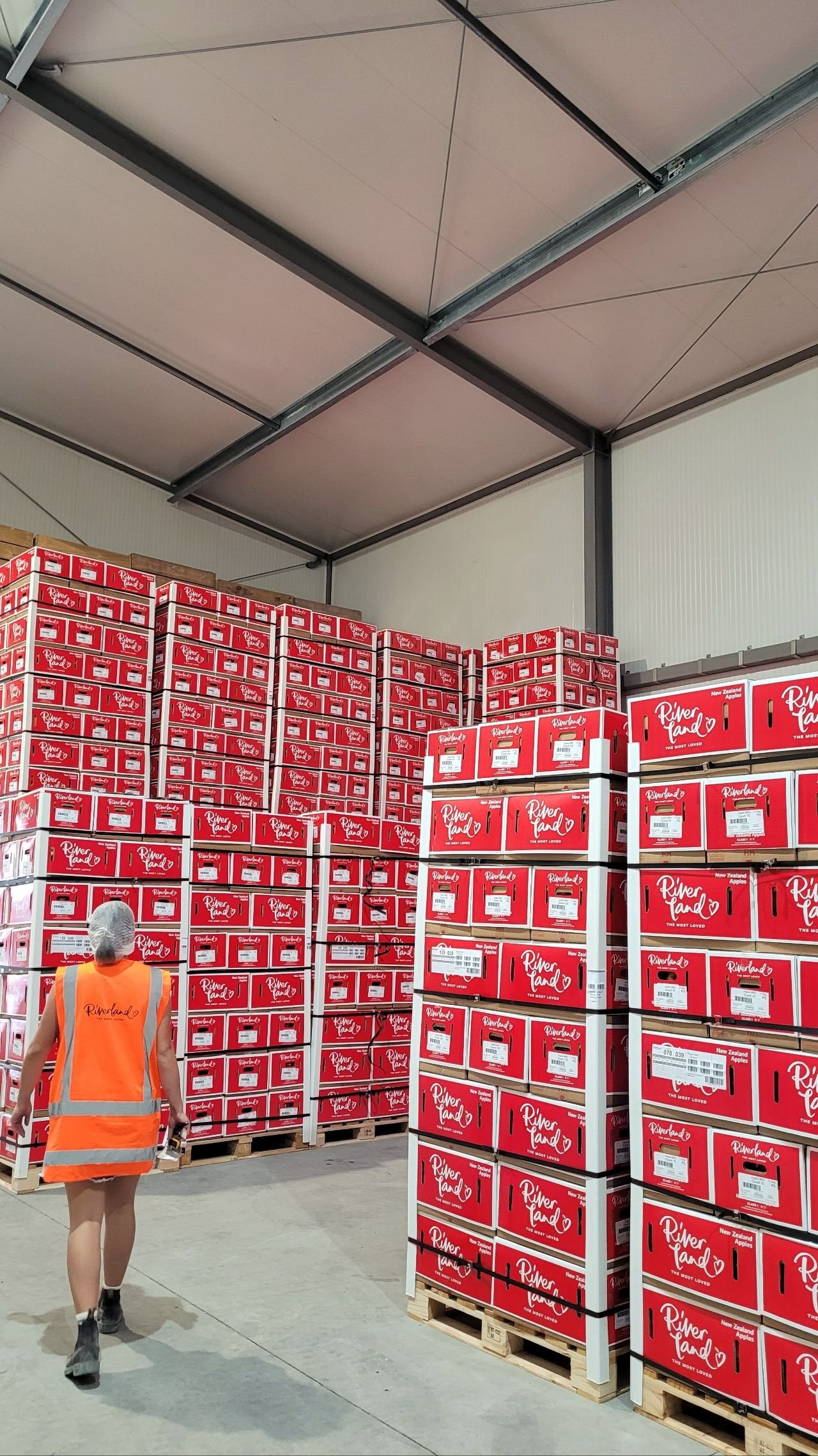 Worker walking in a coolstore with pallets of apples stacked up