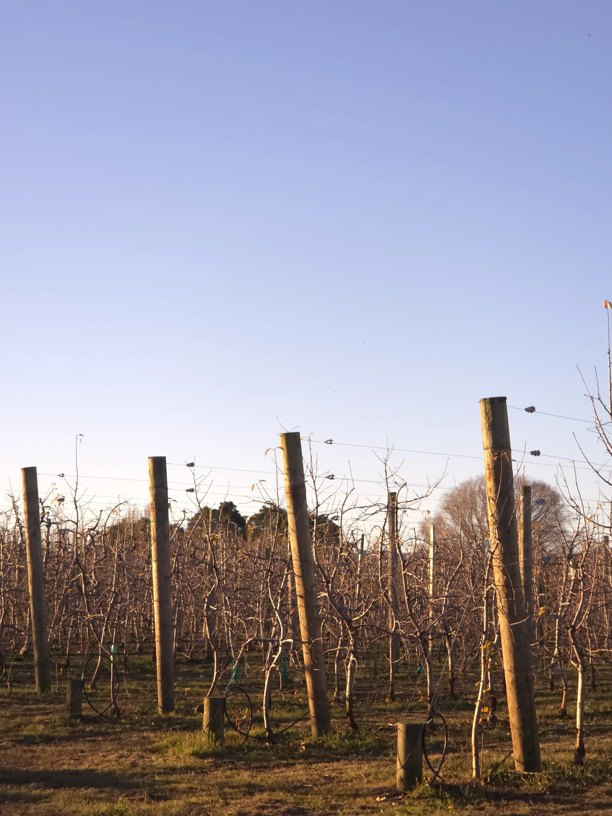 Apple orchard in the winter on a clear blue day