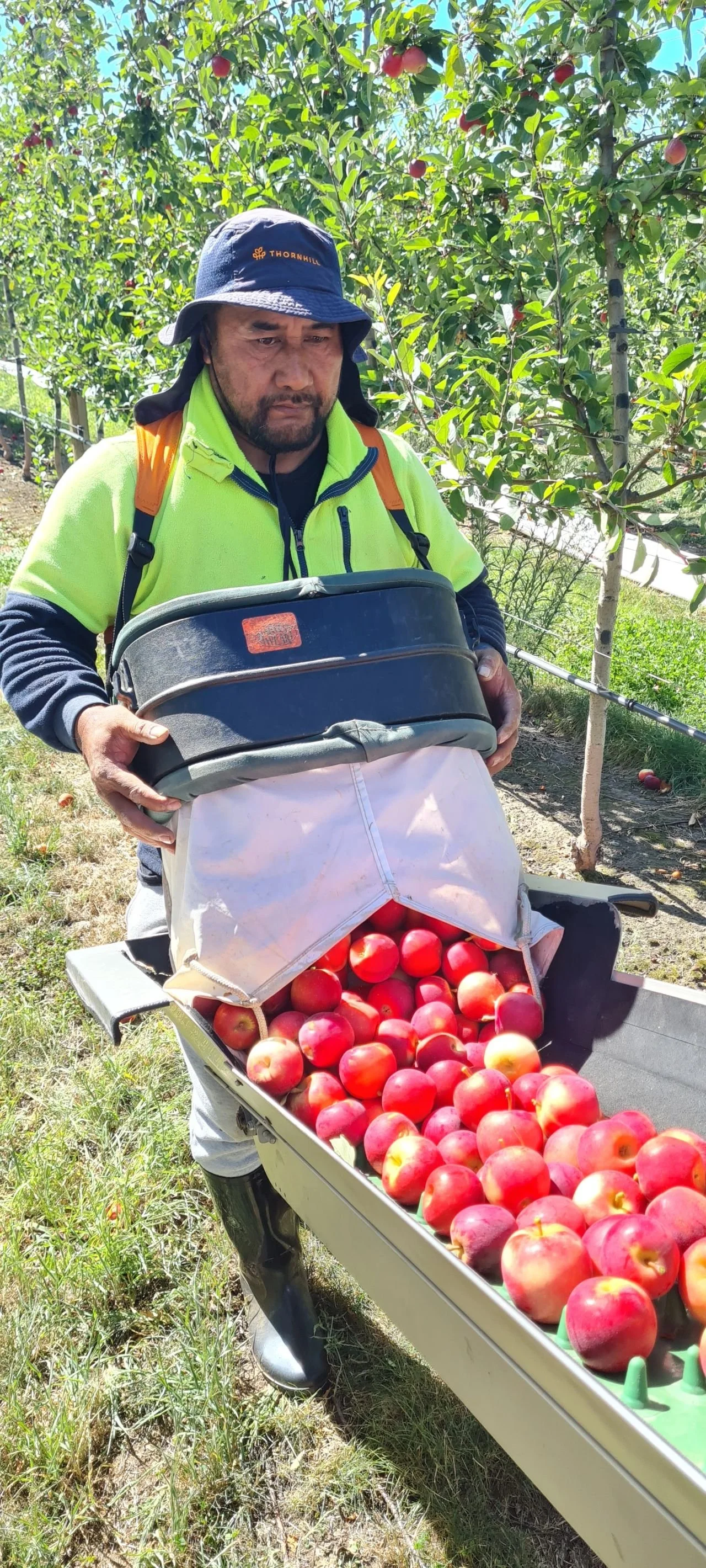 Orchard worker harvesting apples from the tree onto a conveyor belt