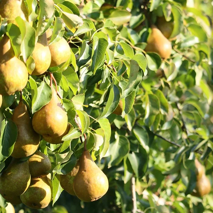 Close up of ripe pears on a tree