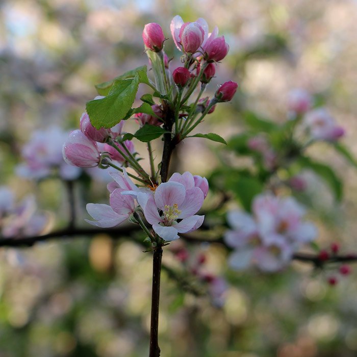 Close-up of pink and white apple tree blossom