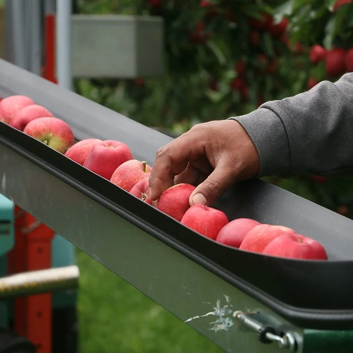 Hand picking apples onto a conveyor belt