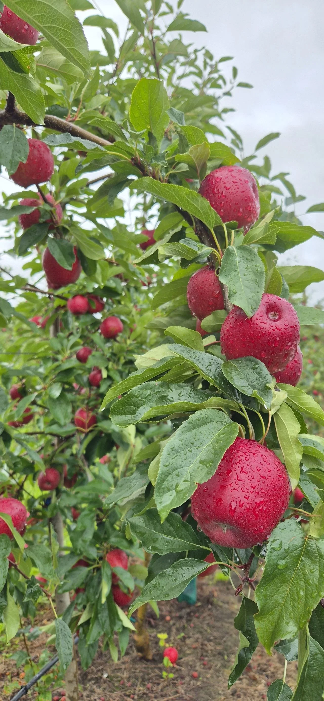 Red apples growing on a tree in an orchard