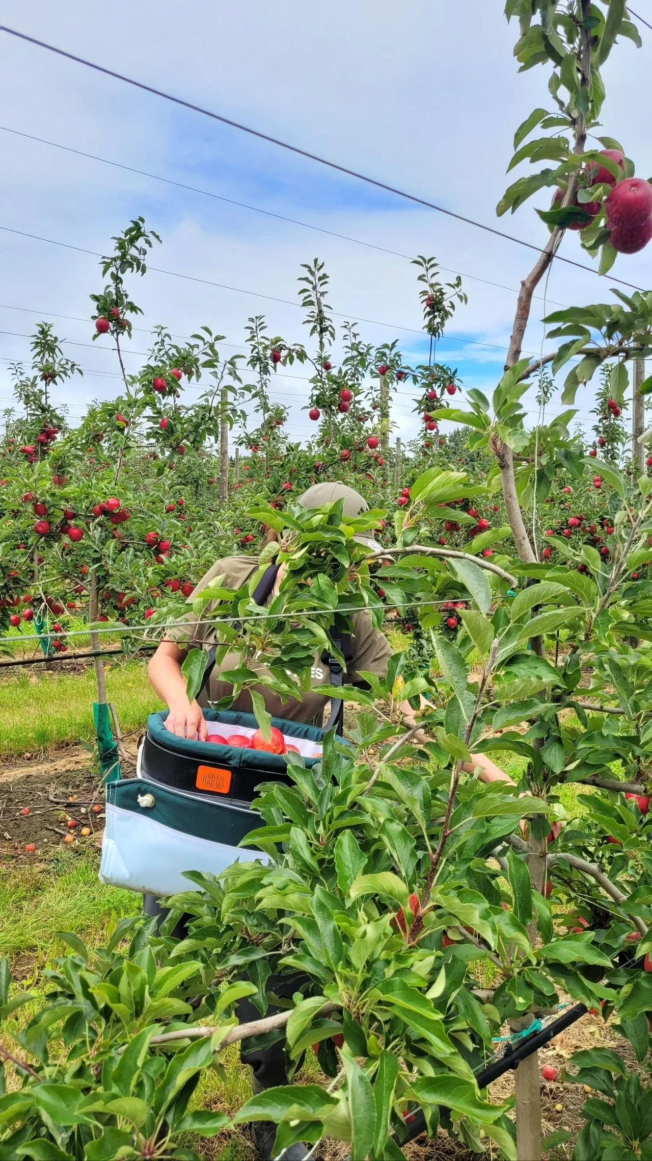 Person harvesting apples off a tree into a picking bag