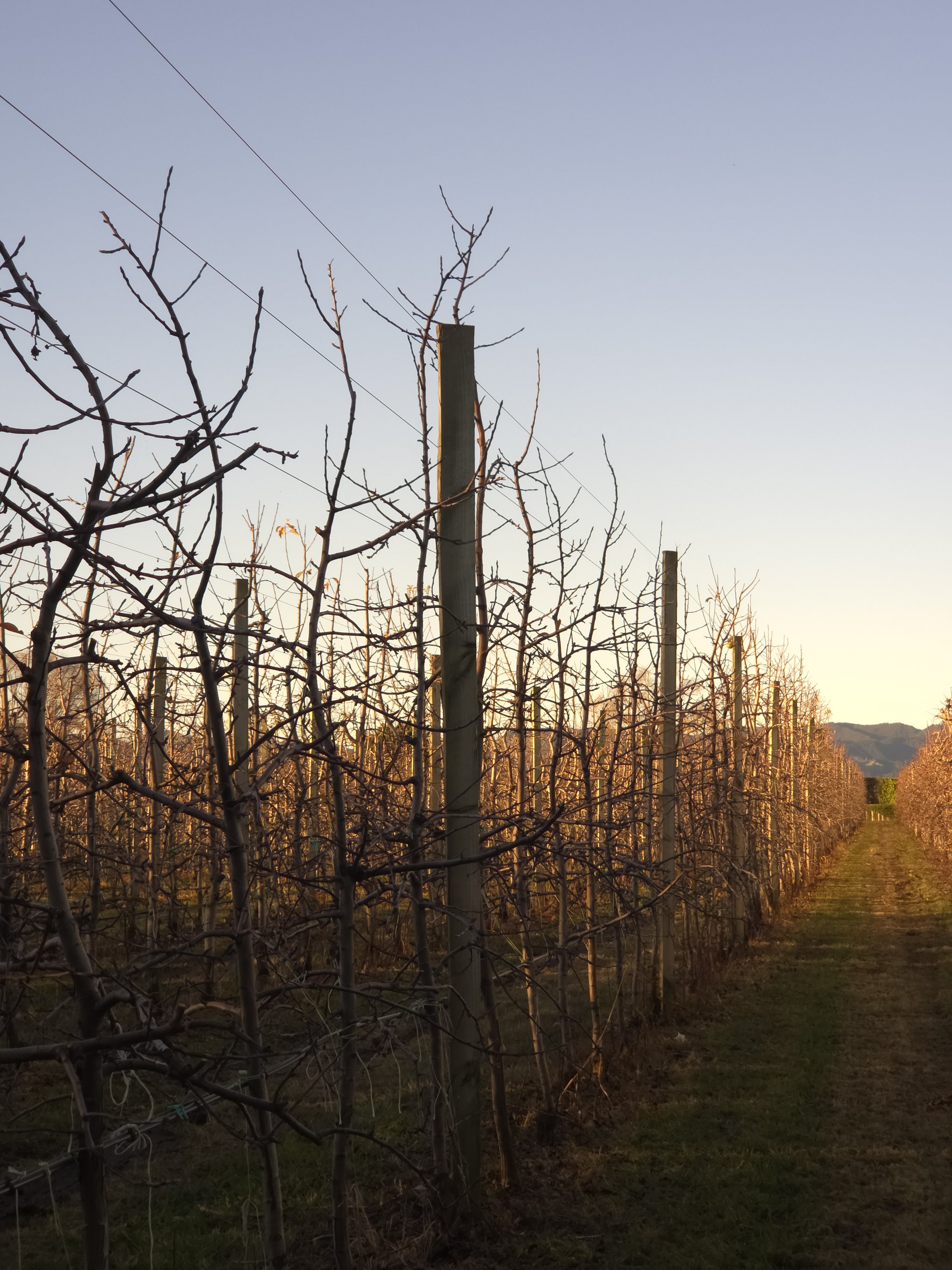 Sun rising over an apple orchard on a clear winter day