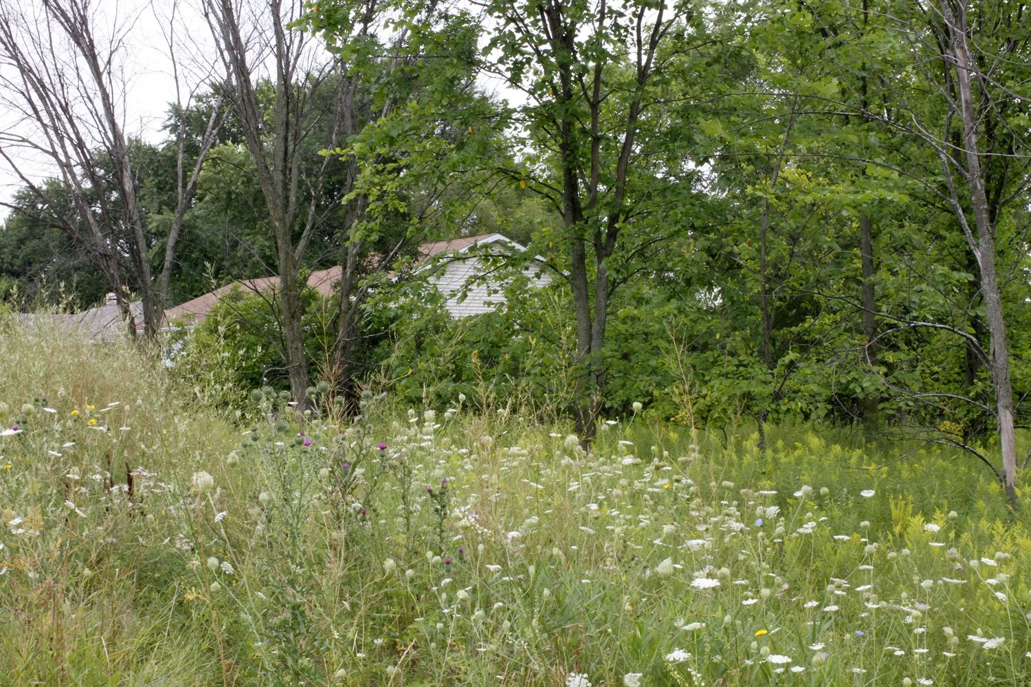 Overgrown backyard with wildflowers, trees, and a house with a sloped roof in the background.