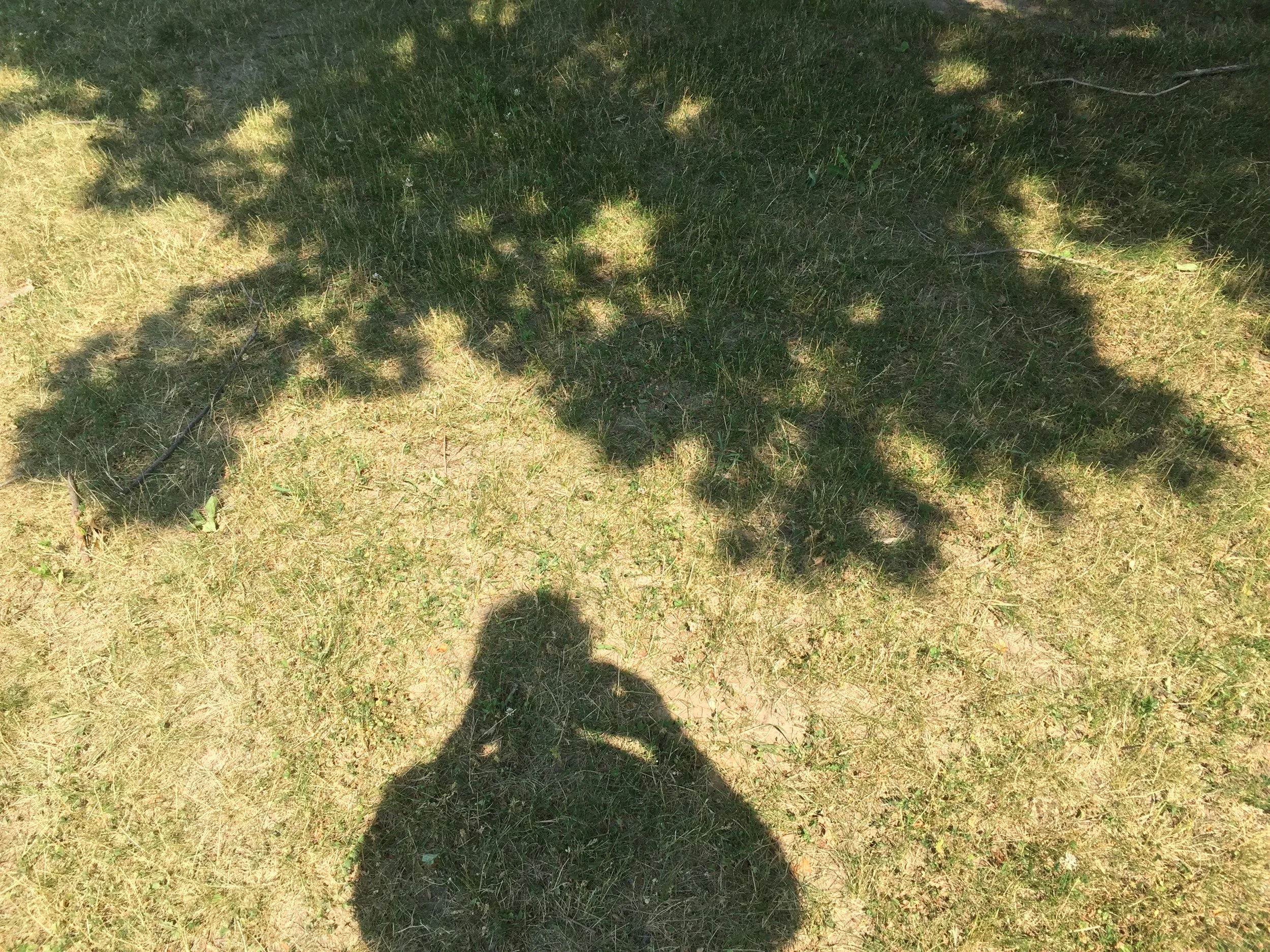Shadows of two people and a tree cast on grass in bright sunlight