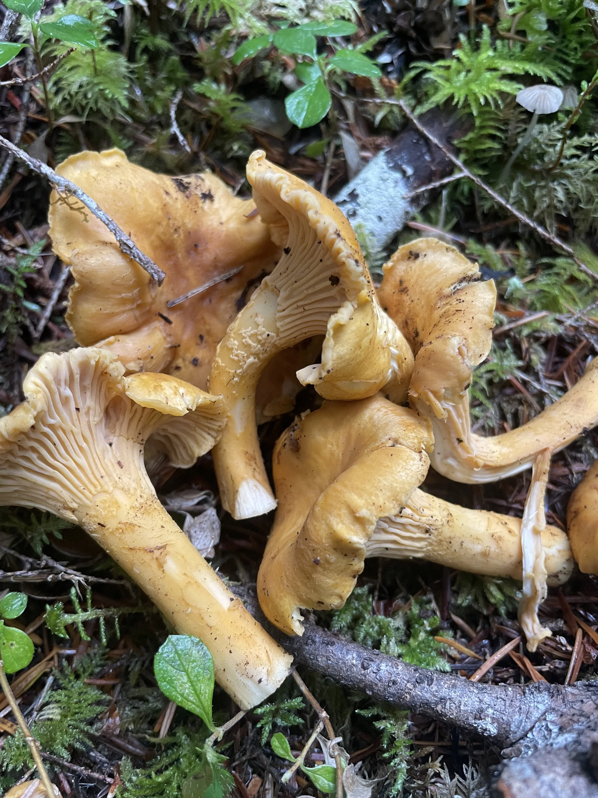 Cluster of yellow mushrooms growing among green moss and small plants on forest floor.