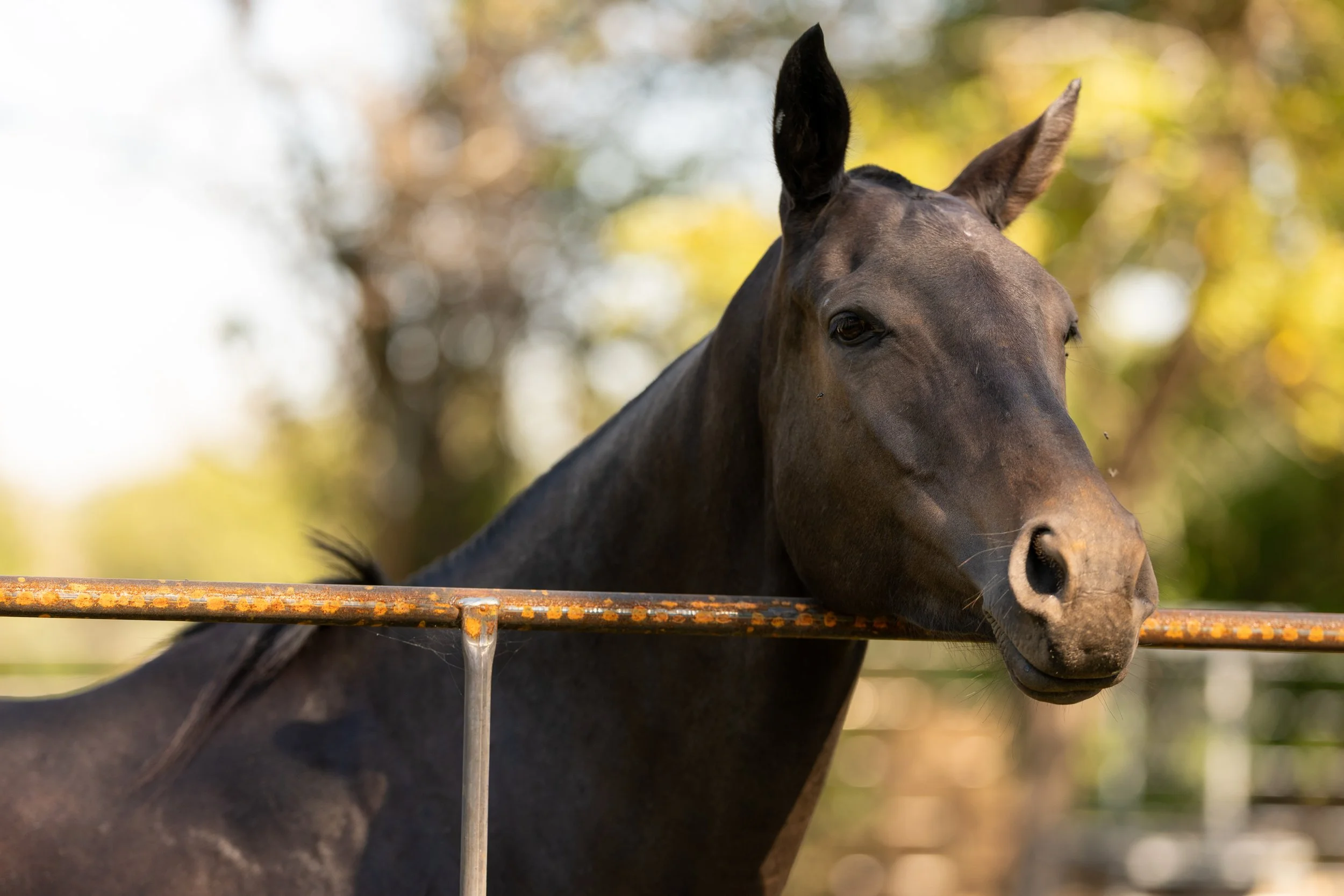 BDP10433PoloClinic26.jpg