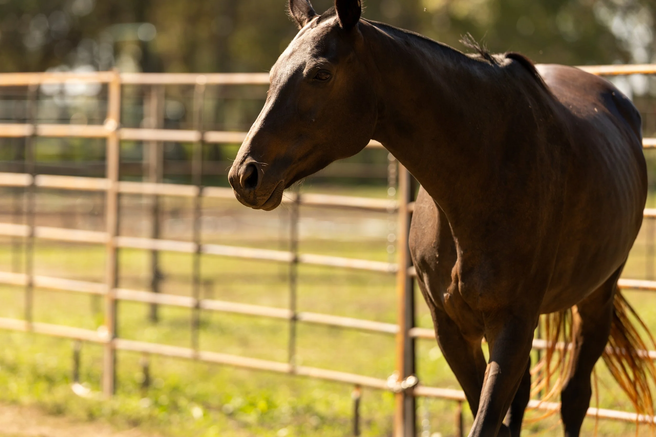 BDP10463PoloClinic26.jpg