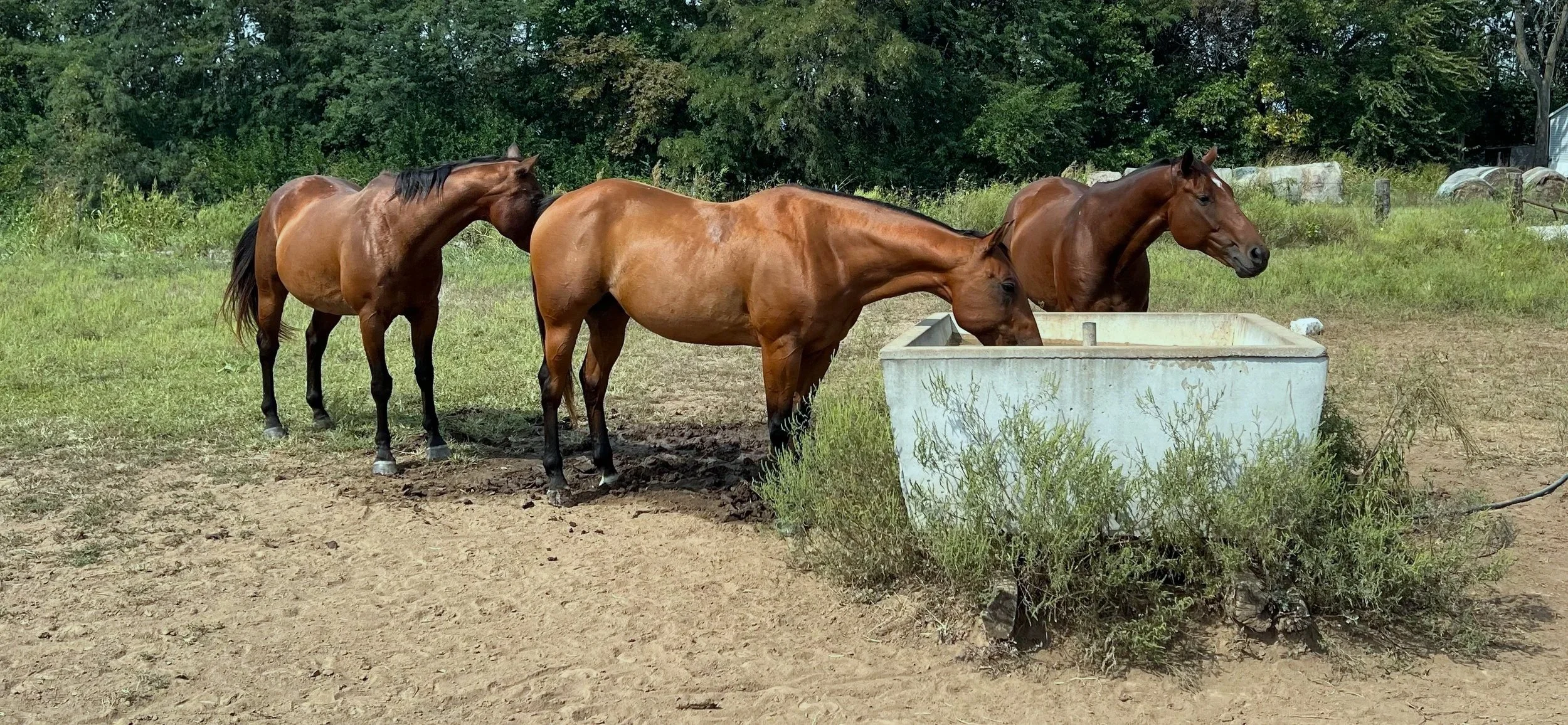 Three brown horses drinking from a concrete water trough in a grassy field with trees in the background.