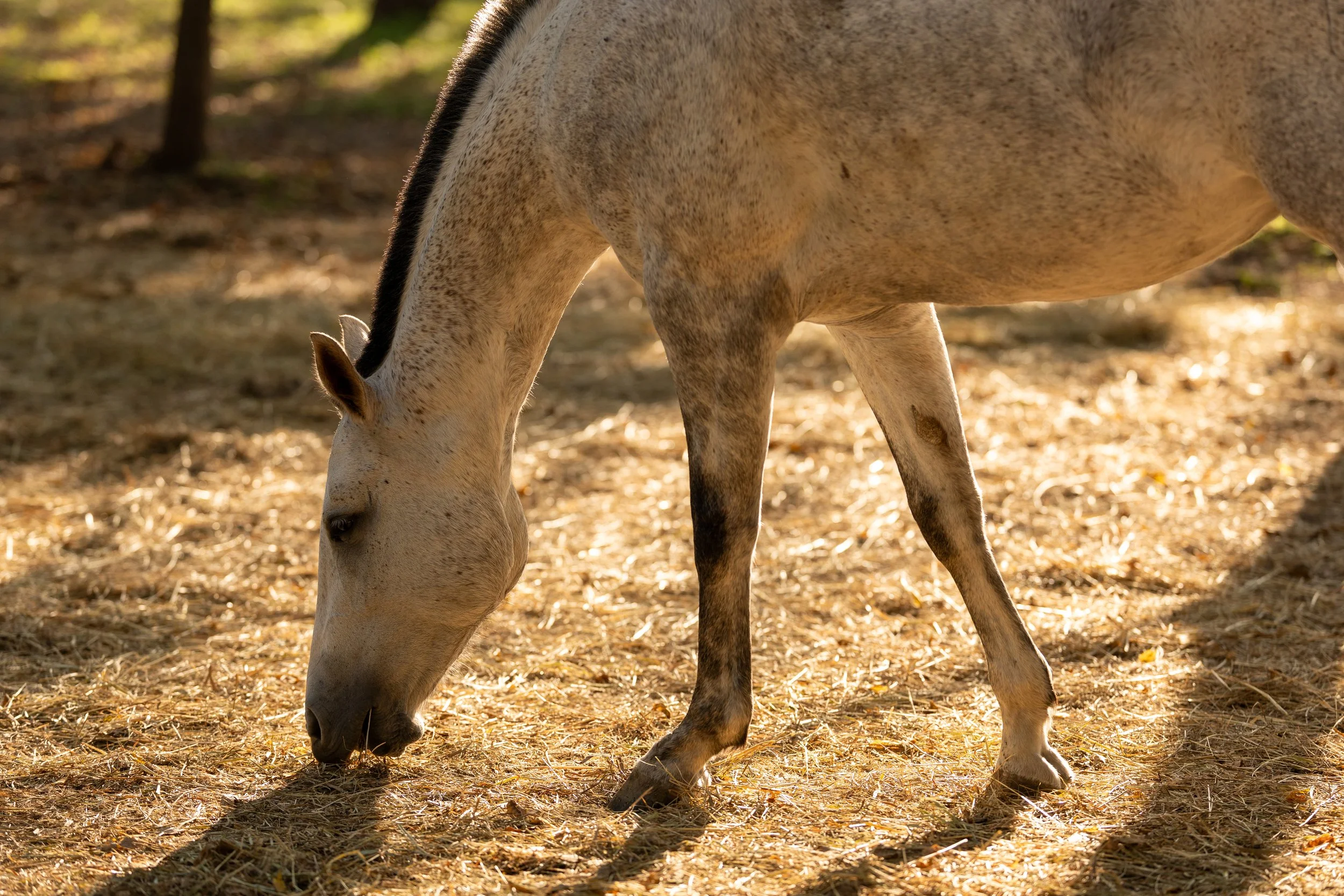 BDP10009PoloClinic26.jpg