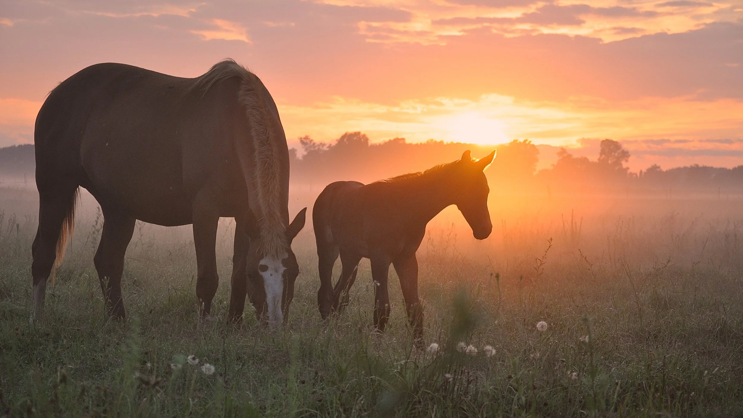 Horses grazing on a field during sunrise with a colorful sky and distant trees.