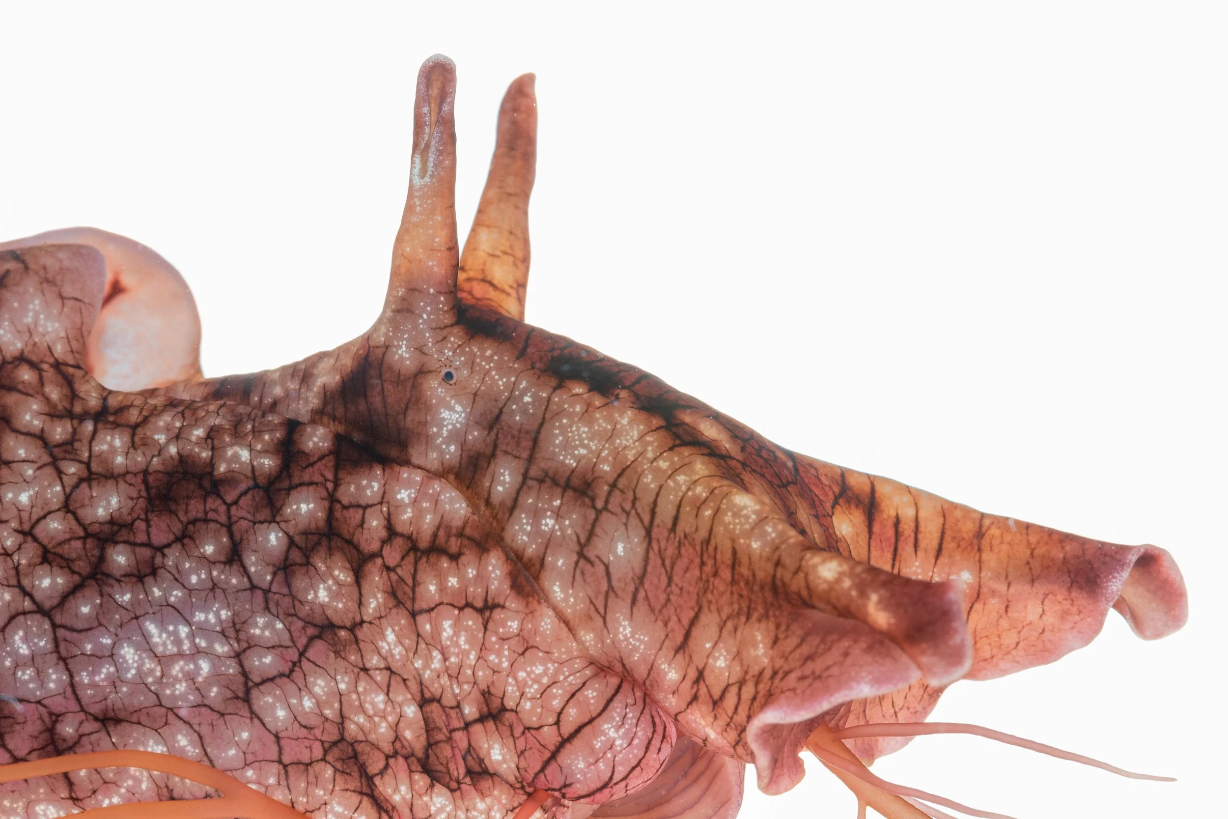 Outreach | Podcast: A Co-benefits Approach: Preserving more than one species with open-source hardware