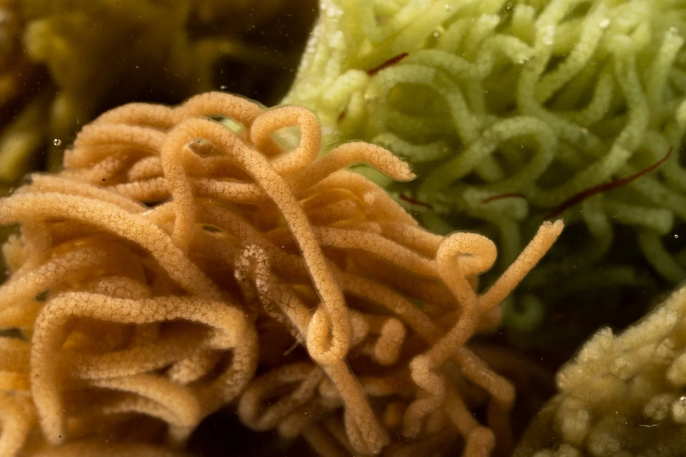 Student Feature | Biology and Engineering are Merged for Interdisciplinary Undergraduate Research in Sea Slugs