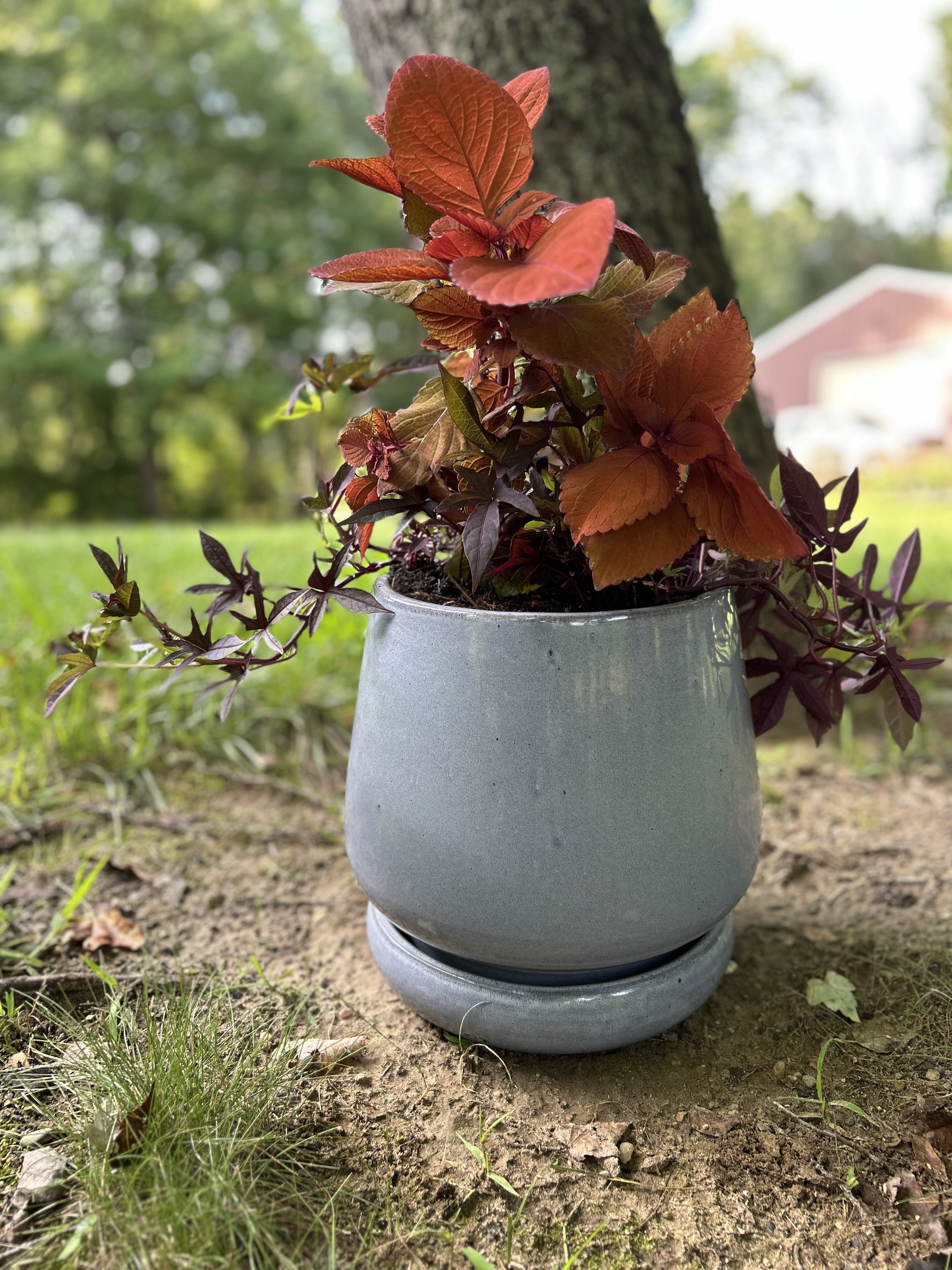 Large Potted Arangement