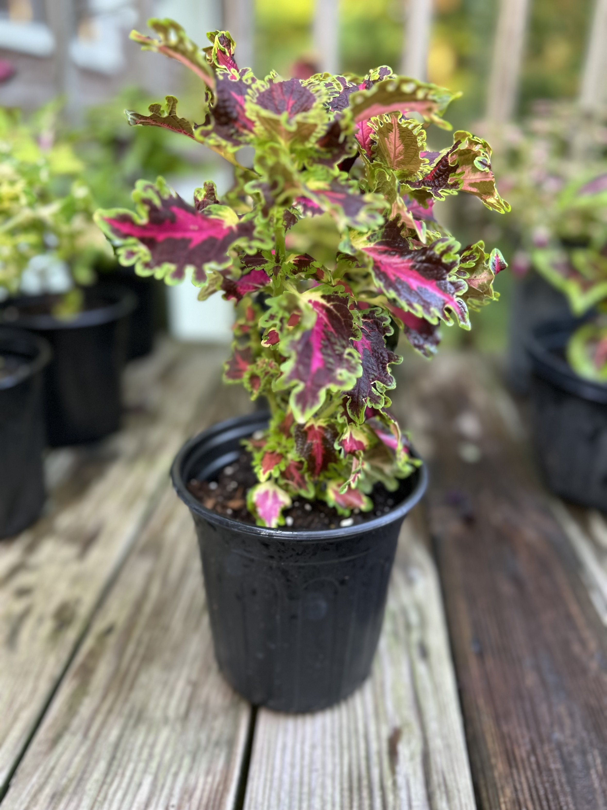 Coleus - 1 Gallon