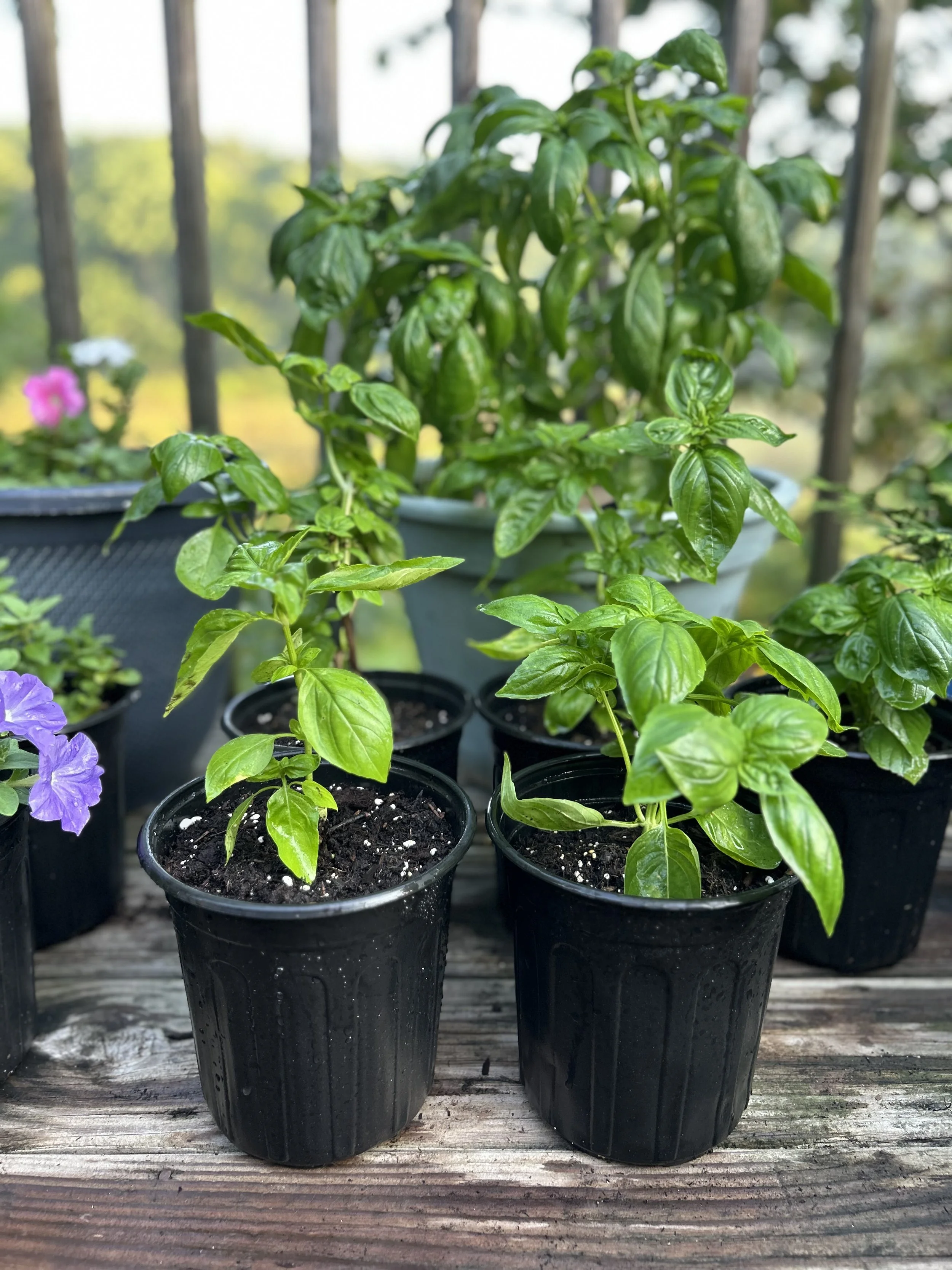 Basil - 1 Gallon