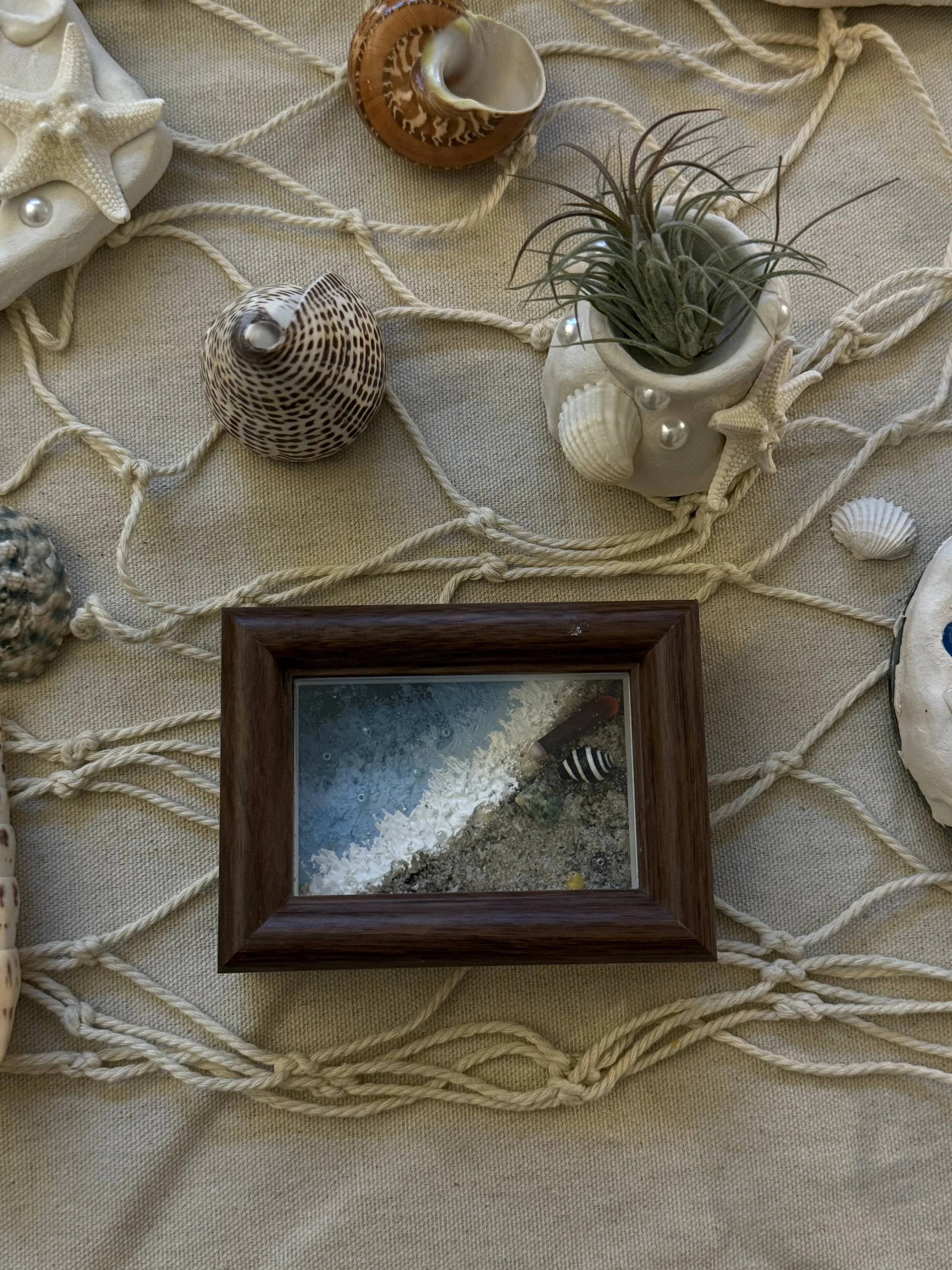 Decorative beach-themed arrangement featuring seashells, starfish, a potted plant, a framed photo of an underwater scene, and nautical rope on a textured surface.