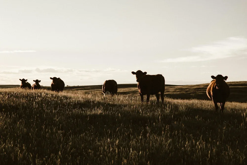 A group of cows standing in a grassy field during sunset or sunrise.