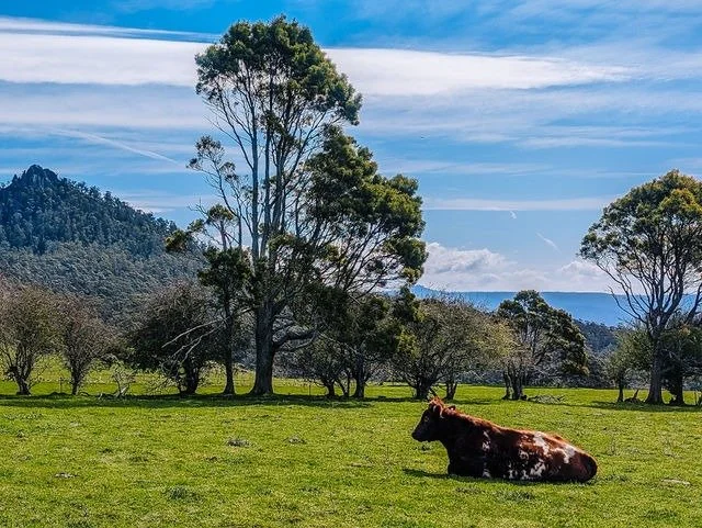 Cow lying on green grass in a meadow with trees and a mountain in the background under a blue sky with clouds.