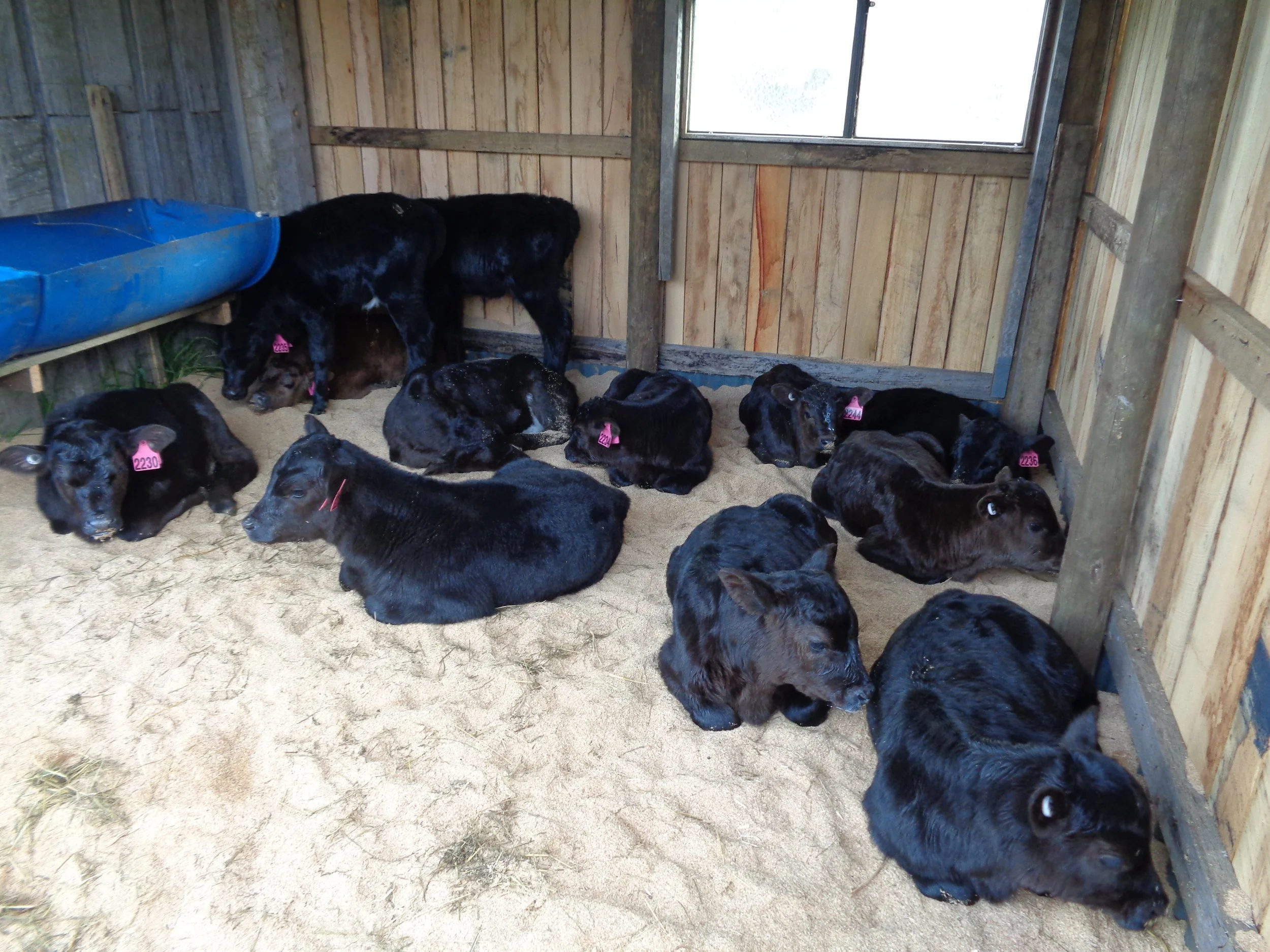 Group of black and brown calves resting in a wooden barn on sandy ground, with some tagged with pink identification tags.