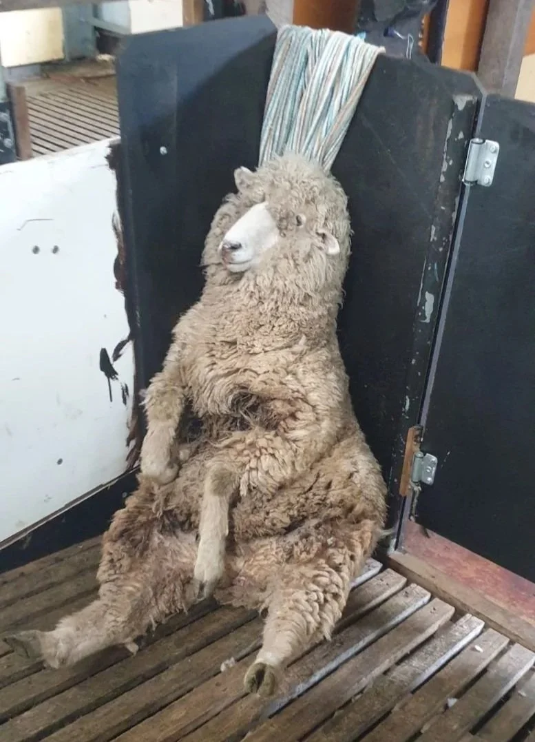 A sheep with curly wool sitting against a black wooden gate, in a rustic setting that resembles a barn or farm, with a striped towel draped over the gate.