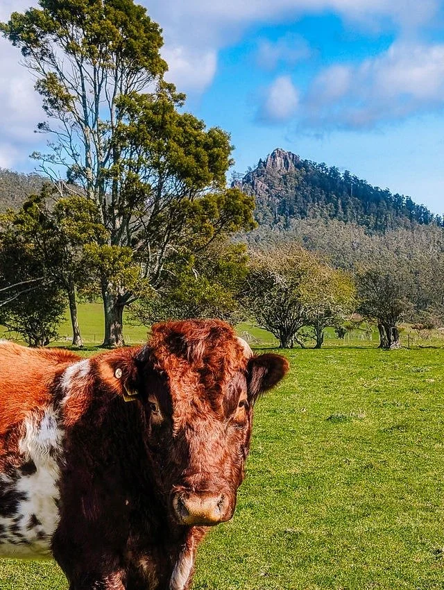 A young brown and white cow standing in a grassy field with trees and mountains in the background under a blue sky with some clouds.