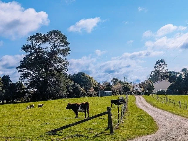 Cows grazing on a green pasture with a dirt road, trees, and a blue sky with clouds