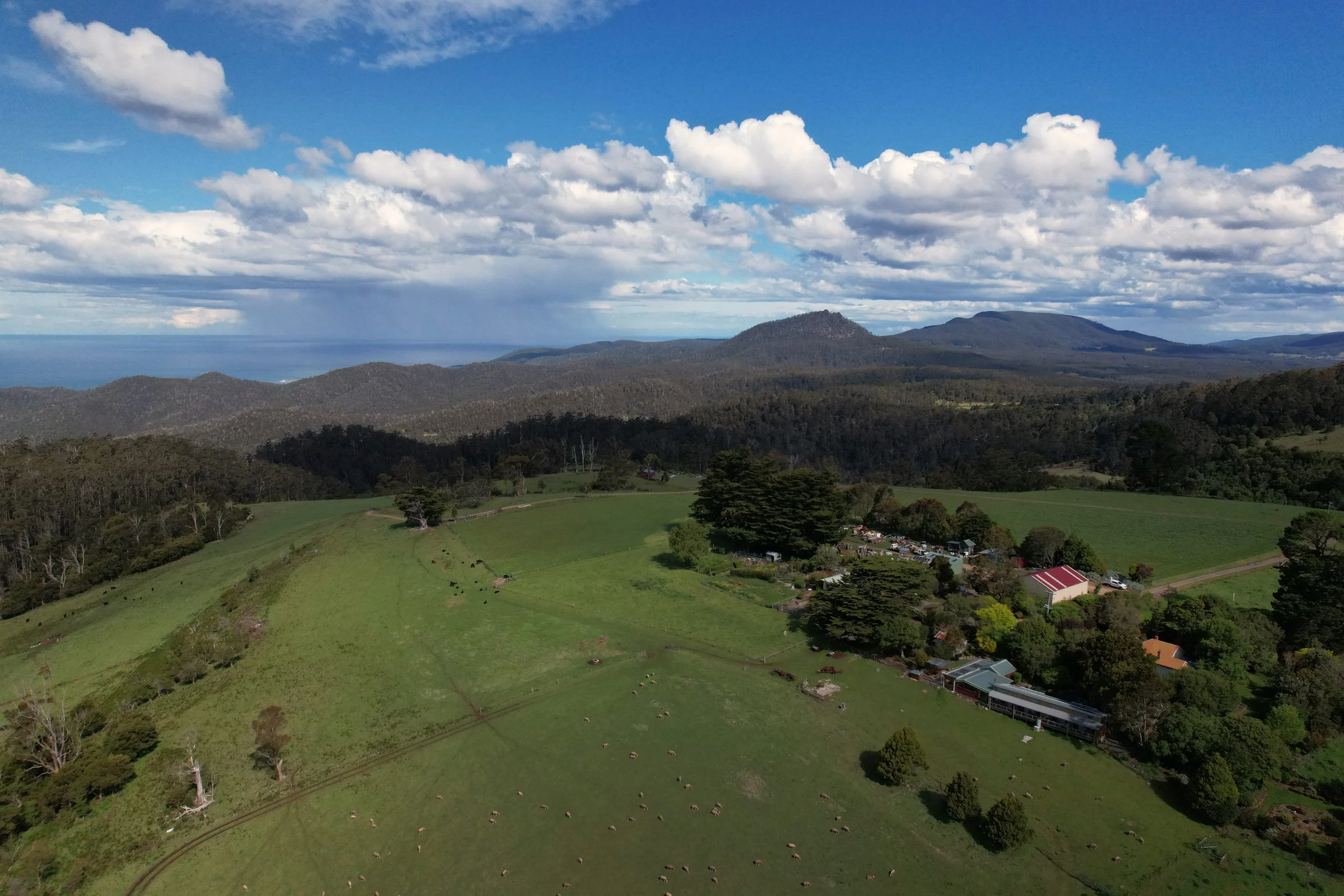 A scenic landscape view of rolling green hills with cattle grazing, surrounded by dense forest, under a sky filled with fluffy white clouds with distant mountains and a body of water visible.