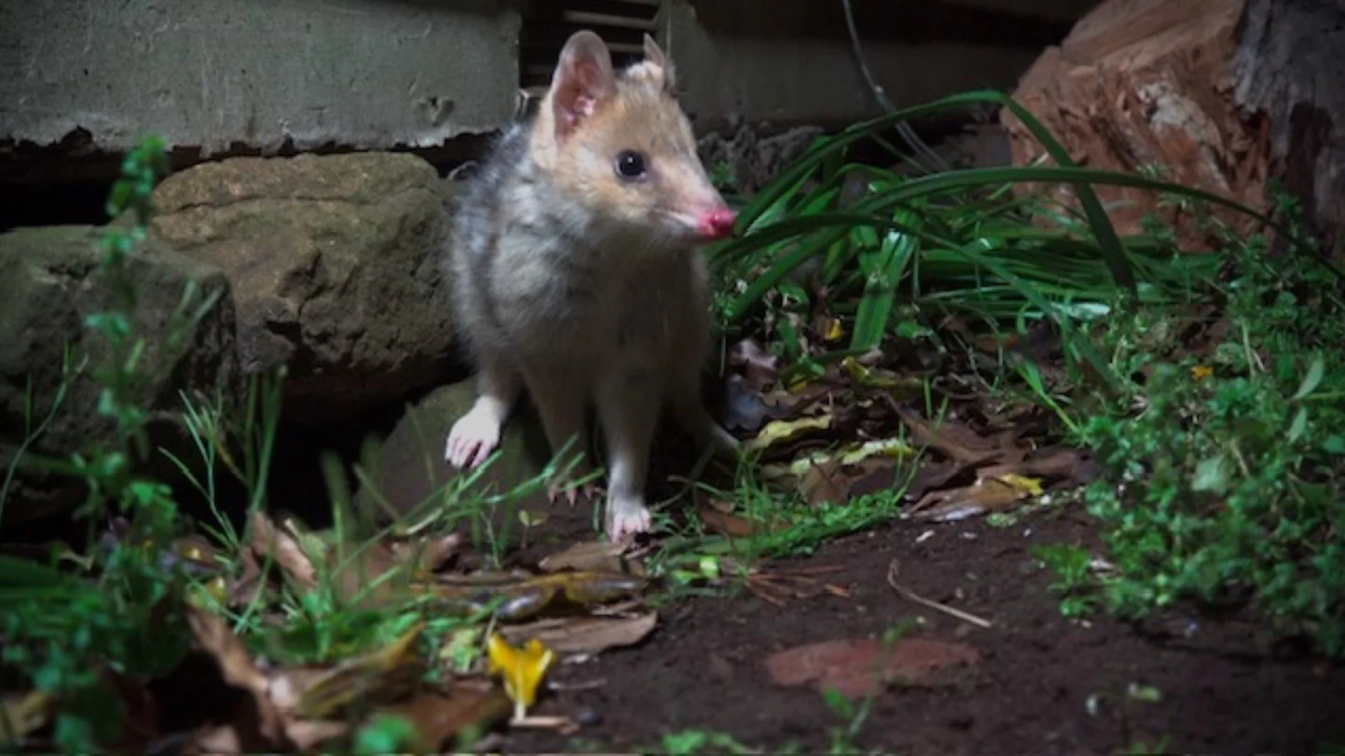A small, furry rodent with white paws, a pink nose, and a mix of brown, gray, and white fur, standing on dark soil among green plants and fallen leaves, with a brick and wooden structure in the background.