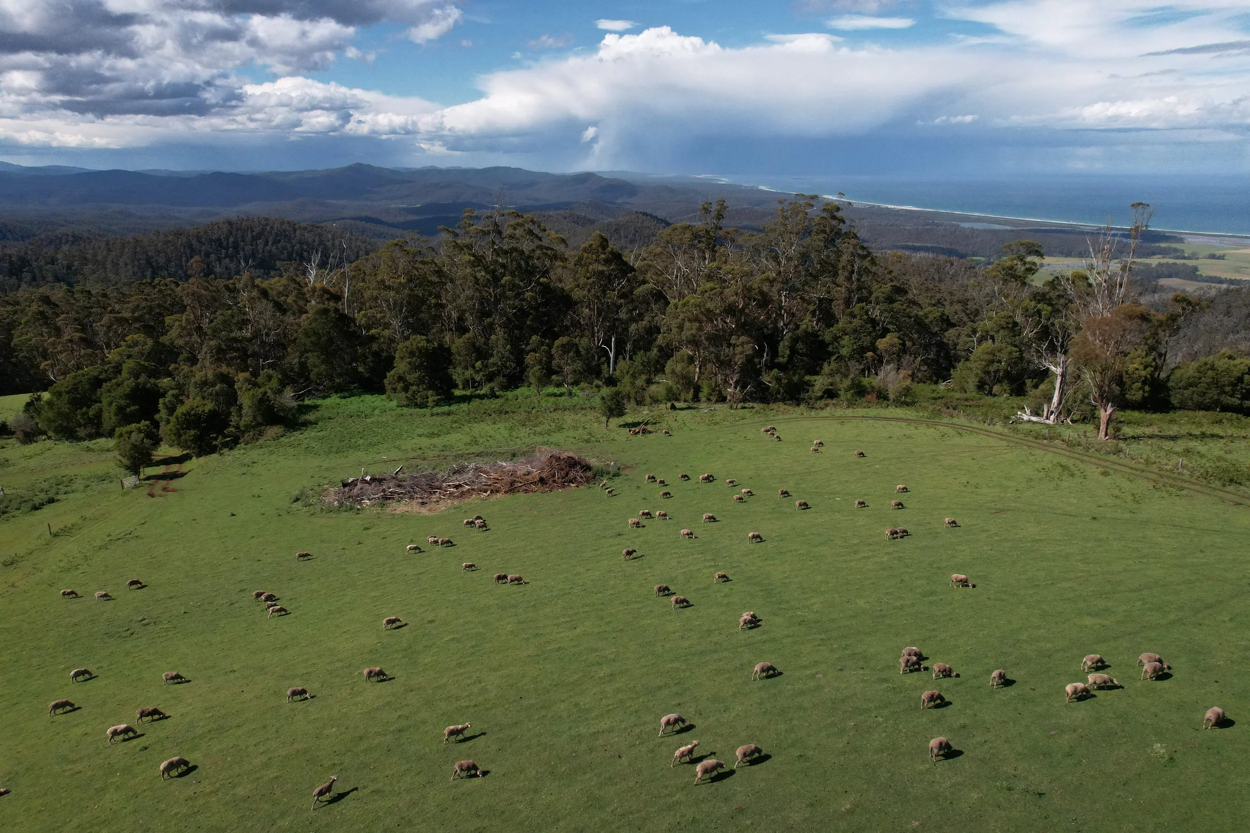 Green pasture with sheep grazing, dense forest in the background, mountains further beyond, and a coastline with ocean waves under a partly cloudy sky.