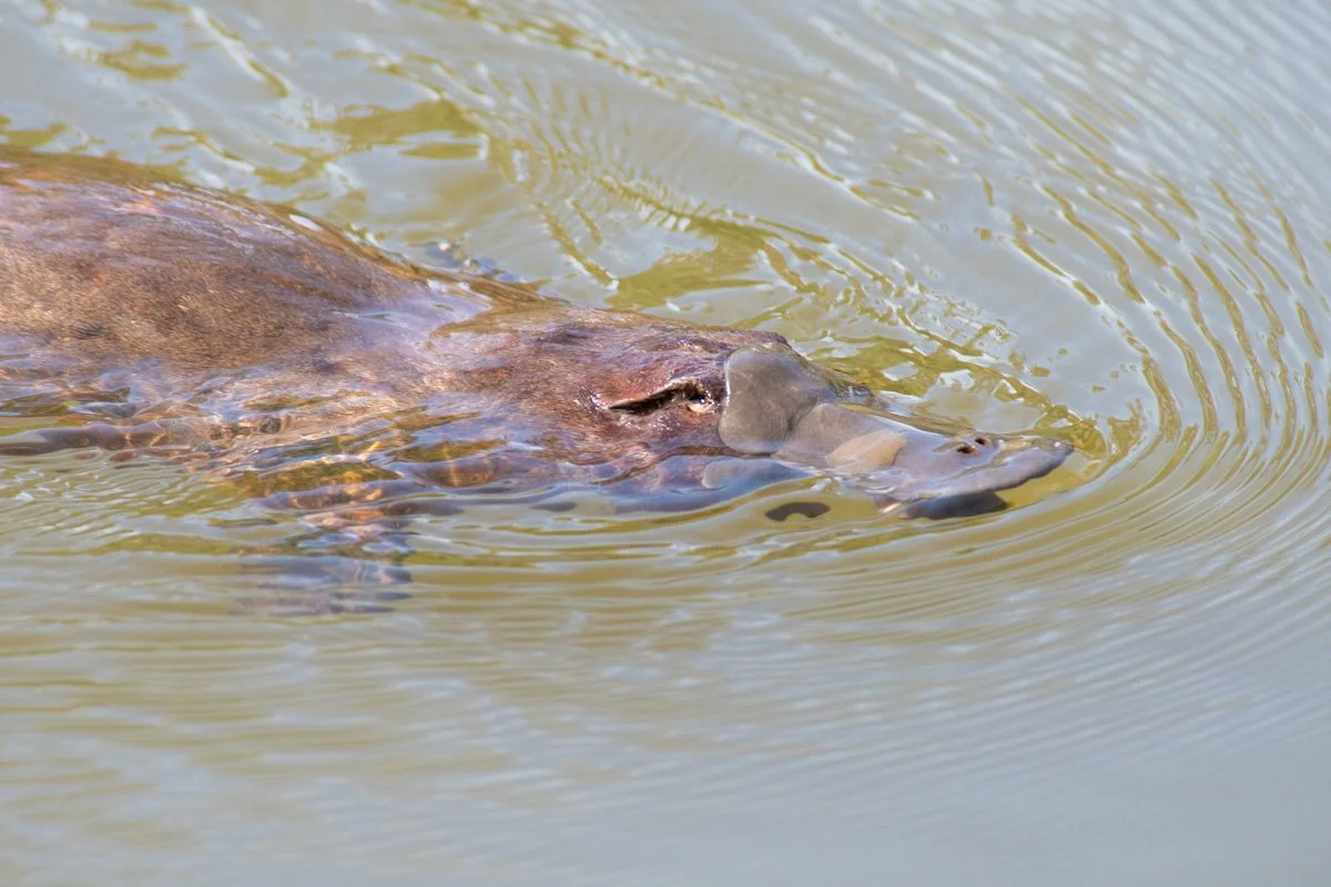 A hippopotamus partially submerged in a body of water, with only its head and back visible.