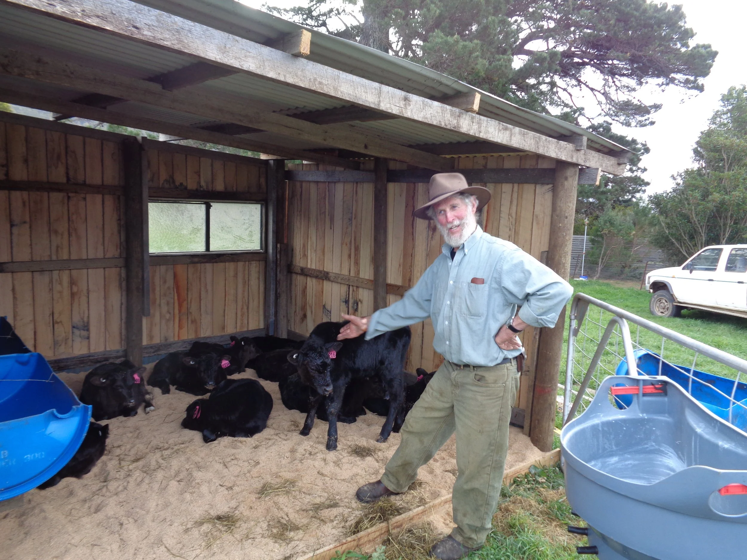 A man with a gray beard, wearing a wide-brimmed hat, a blue button-up shirt, and khaki pants, is standing inside a rustic wooden shed with black calves with pink ear tags around him. The shed is outdoors, with a window, trees, a parked white vehicle,