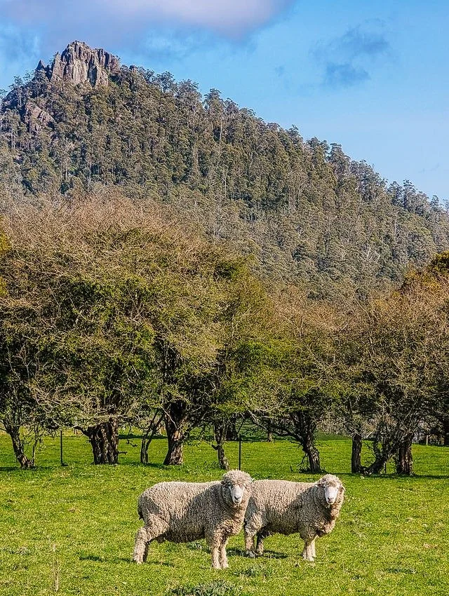 Two sheep standing on a green grassy field with trees and a mountain in the background under a partly cloudy sky.