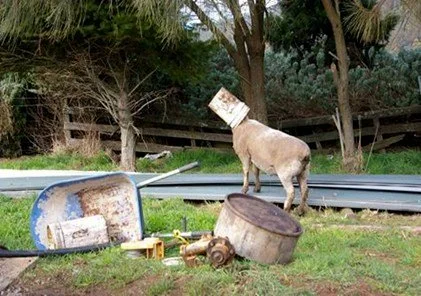 A sheep standing outdoors near discarded items like a bent metal container, a metal barrel, and a plastic tub, with trees and a wooden fence in the background.