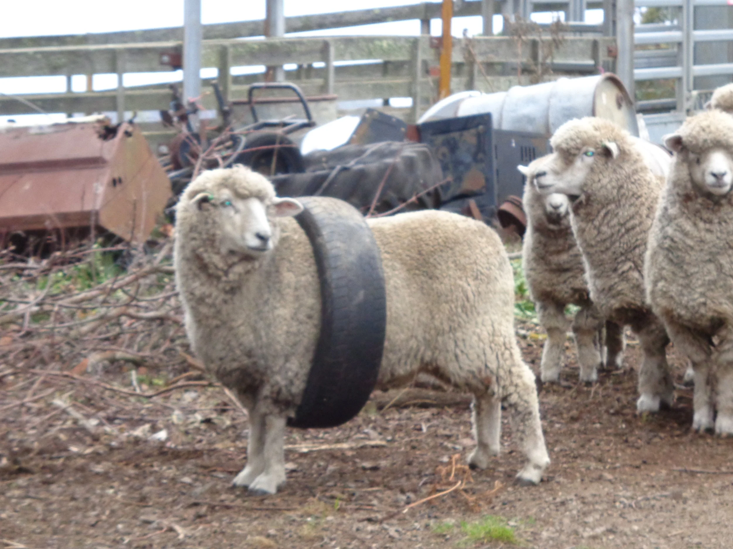 Three sheep standing on dirt ground in fenced area with farm machinery and wooden fences in background.