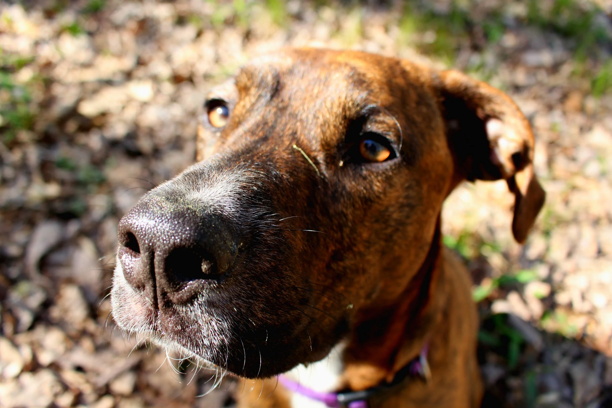 Allies dog.jpg
