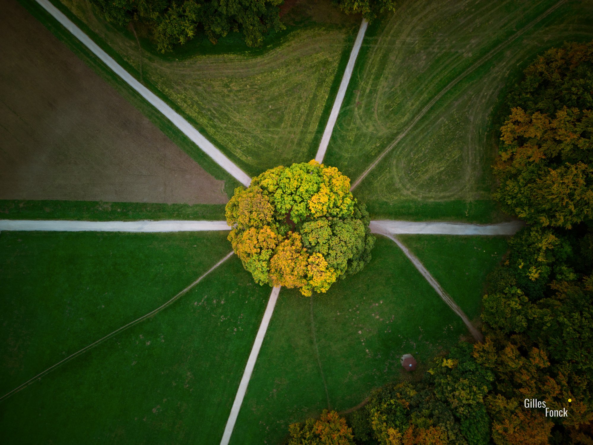 Topdown aerial shot of a large tree with autumnal foliage standing amidst a green lawn with paths leading towards it from multiple sides and angles.