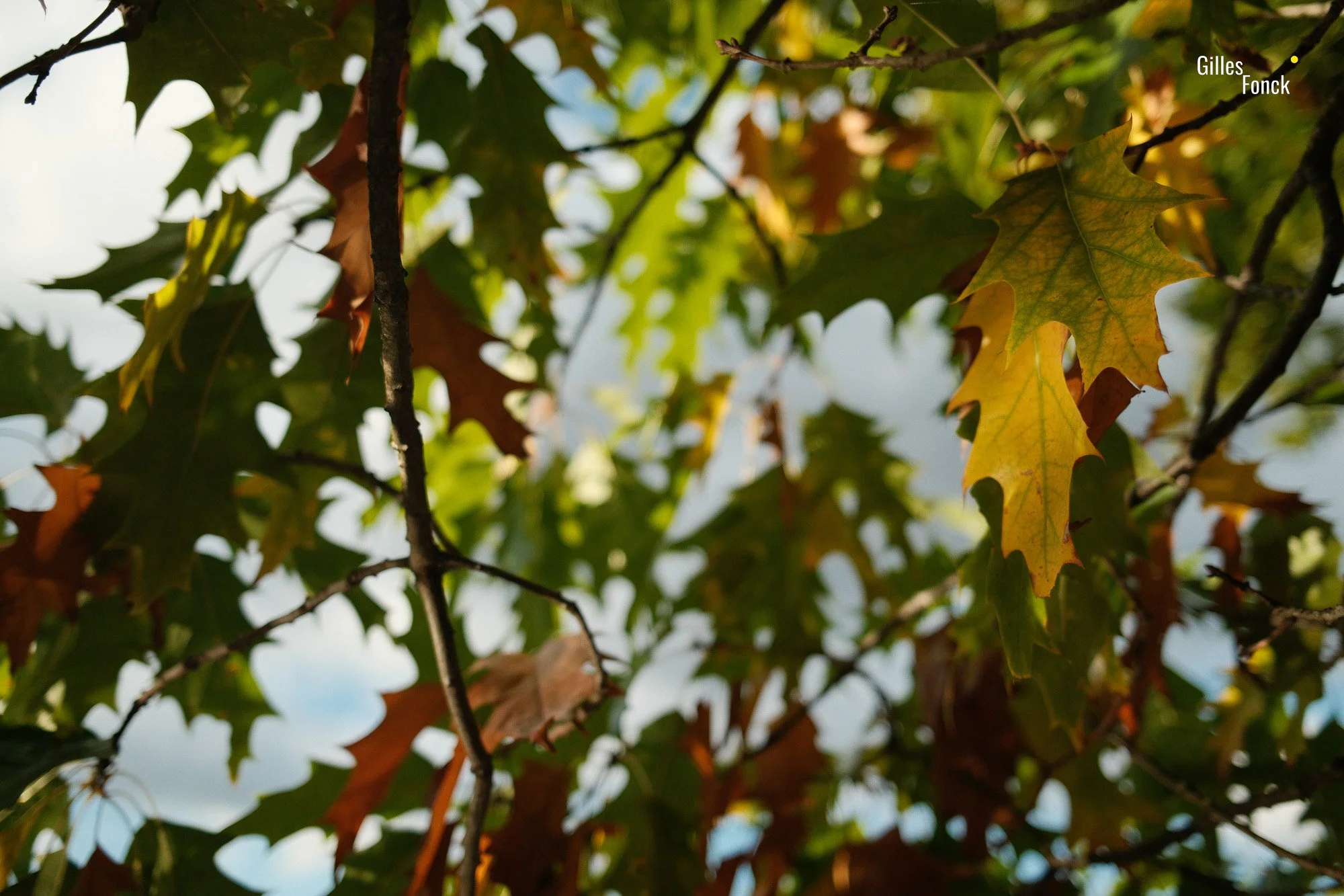 Autumn2026-4.jpg