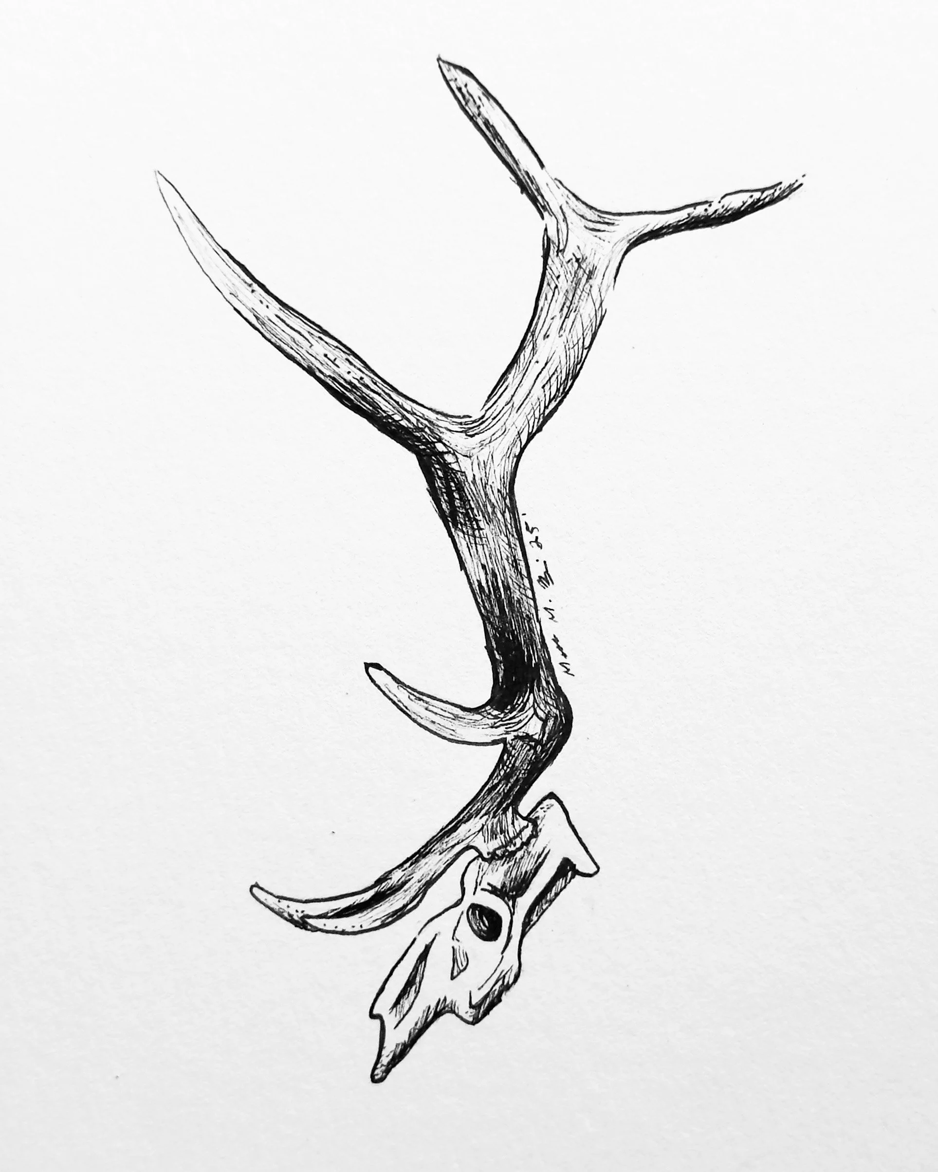ElkSkull8x10.jpg