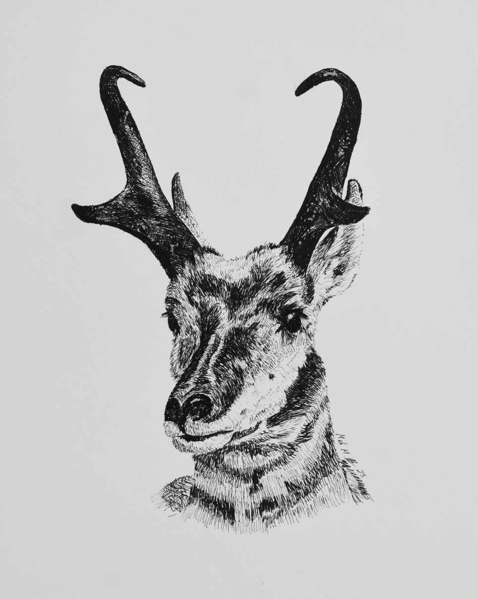 Pronghorn Drawing Print