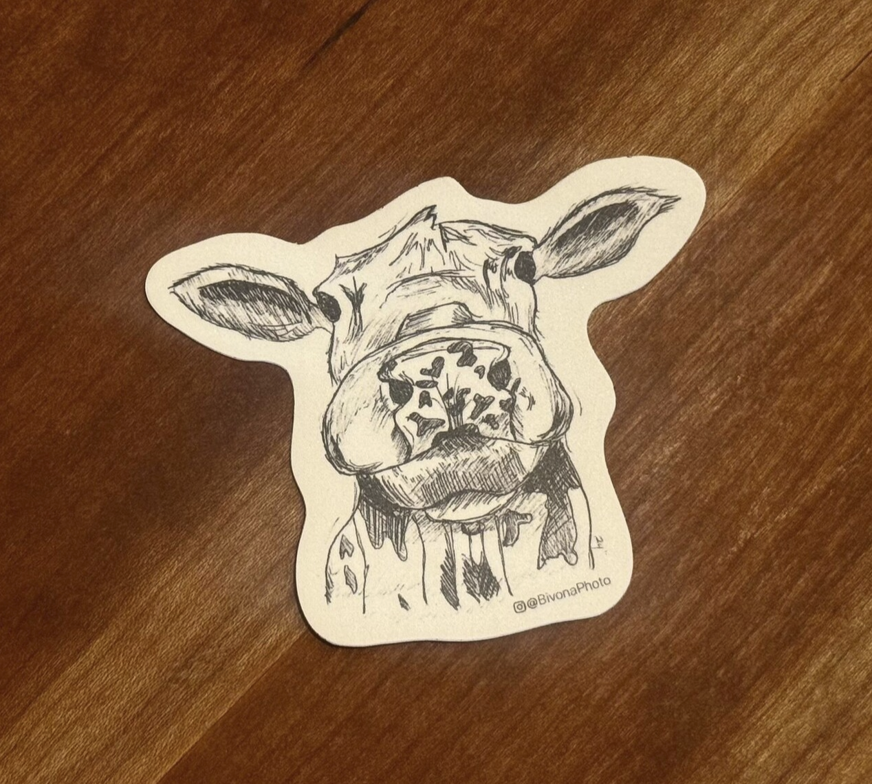 Curious Cow Sticker