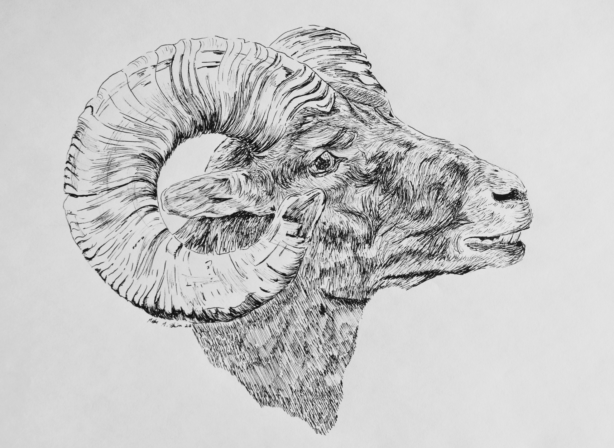 Bighorn Sheep Drawing Print