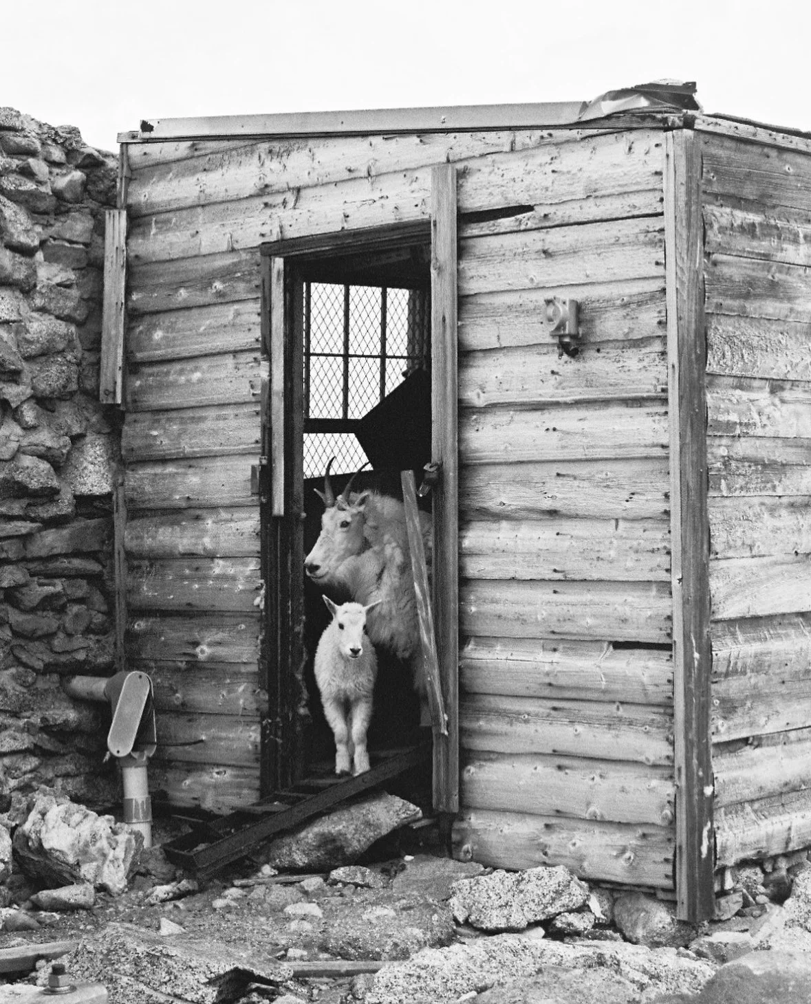 Mountain Goat and Kid Film Print