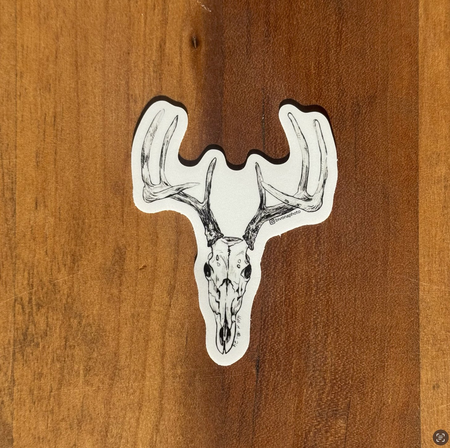 White-Tailed Deer Skull