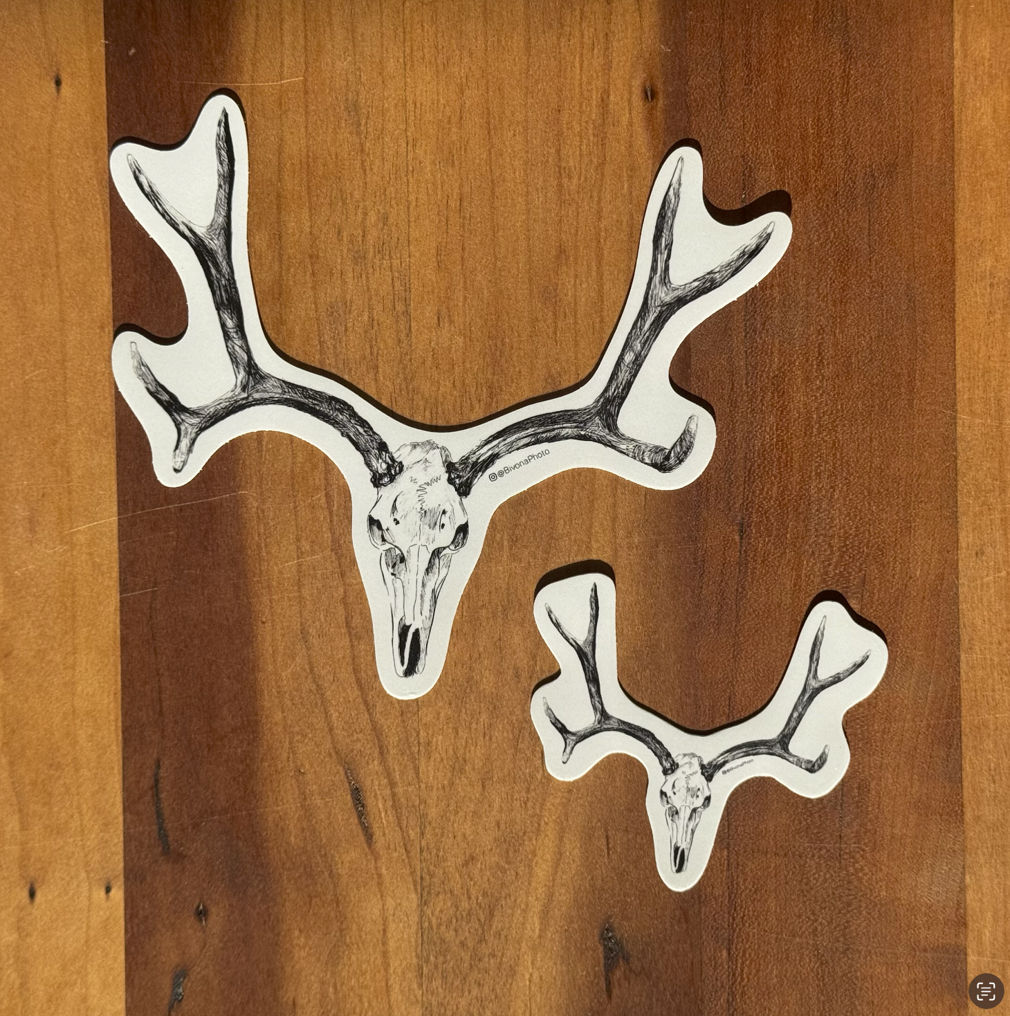 Mule Deer Skull Sticker
